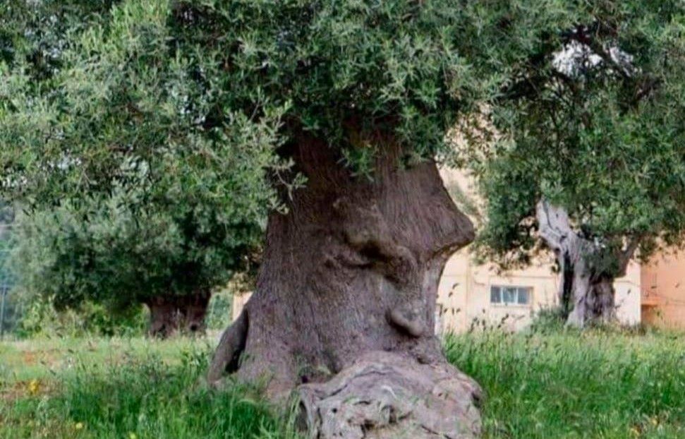 A tree with a thinking face on it