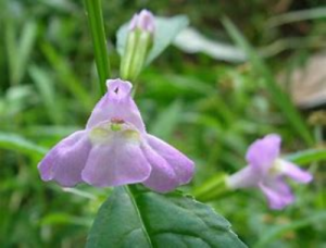 Beautiful soft purple of the skullcap flower 