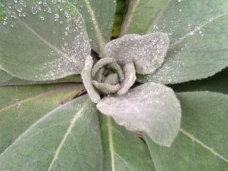mullein from Wendolyn's garden at Here on Earth