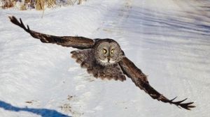 Great Grey Owl