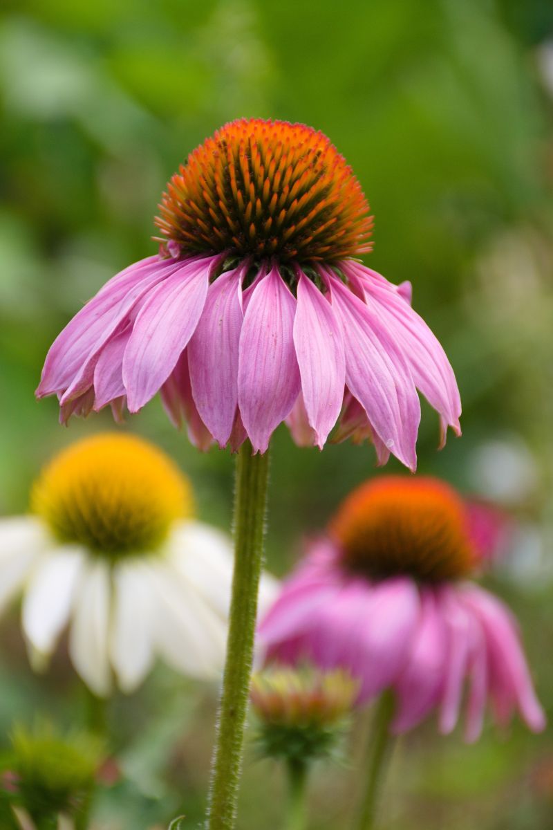 Singular echinacea flower