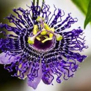 Purple passionflower in all its glory